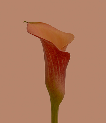 flower2